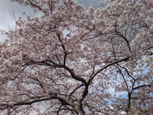 Blossom tree, Collins Barracks