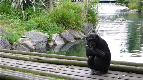 Dublin zoo - chimpanze