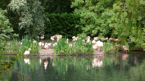 Dublin zoo - flamants roses