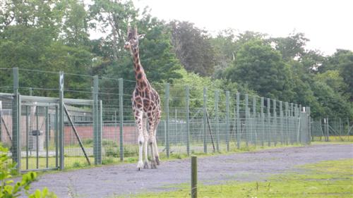Dublin zoo - girafe