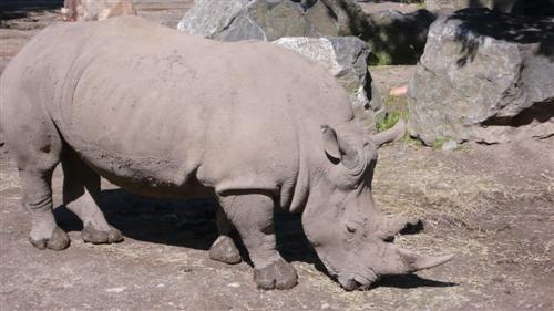 Dublin zoo - rhinocéros